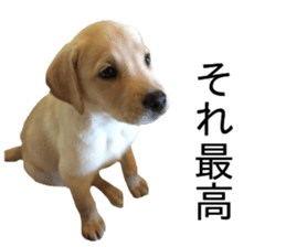Labrador retriever.. sticker #13988181