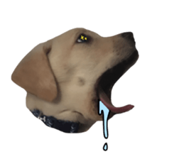 Labrador retriever.. sticker #13988182