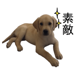 Labrador retriever.. sticker #13988183