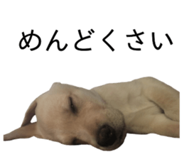 Labrador retriever.. sticker #13988184