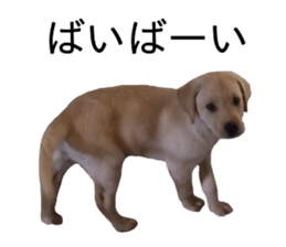 Labrador retriever.. sticker #13988185