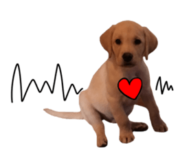 Labrador retriever.. sticker #13988186