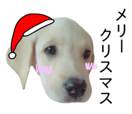 Labrador retriever.. sticker #13988187