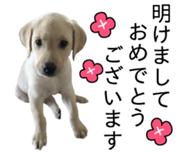 Labrador retriever.. sticker #13988188