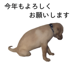 Labrador retriever.. sticker #13988189