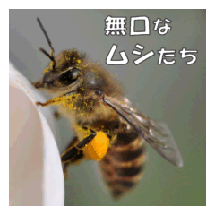 Reticent insects