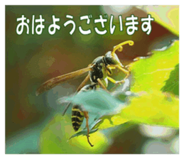 Reticent insects sticker #13988494
