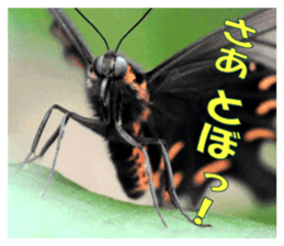 Reticent insects sticker #13988495