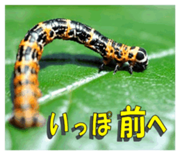 Reticent insects sticker #13988496