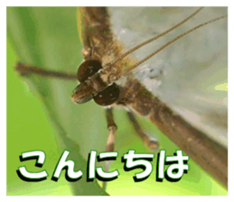 Reticent insects sticker #13988497