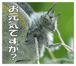 Reticent insects sticker #13988498