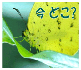 Reticent insects sticker #13988499