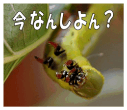 Reticent insects sticker #13988500