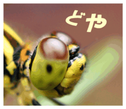 Reticent insects sticker #13988501