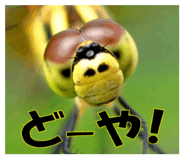 Reticent insects sticker #13988502
