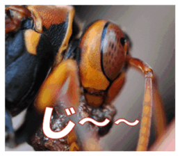 Reticent insects sticker #13988503