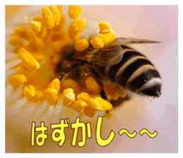 Reticent insects sticker #13988507