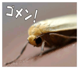 Reticent insects sticker #13988510