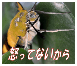 Reticent insects sticker #13988511
