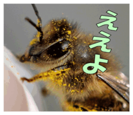 Reticent insects sticker #13988512