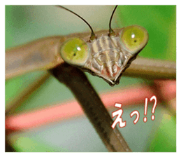 Reticent insects sticker #13988514