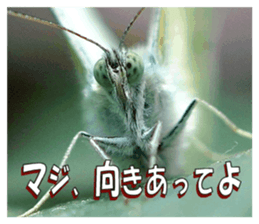 Reticent insects sticker #13988515