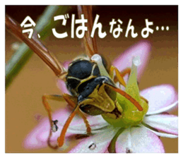 Reticent insects sticker #13988516