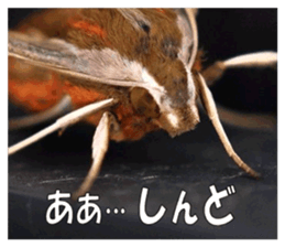 Reticent insects sticker #13988517