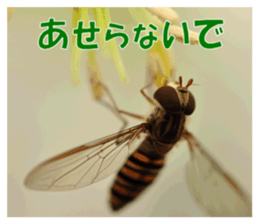 Reticent insects sticker #13988518