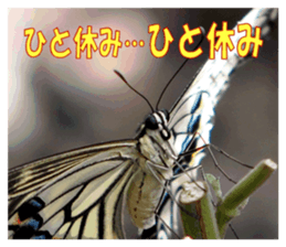 Reticent insects sticker #13988519