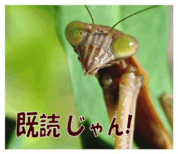 Reticent insects sticker #13988520