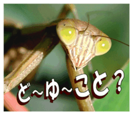 Reticent insects sticker #13988521