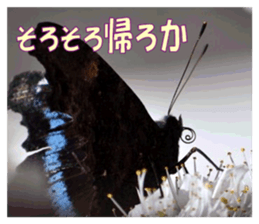 Reticent insects sticker #13988523
