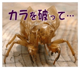 Reticent insects sticker #13988524