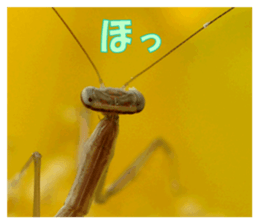 Reticent insects sticker #13988525