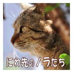 Stray cats in the garden