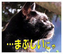 Stray cats in the garden sticker #13993166