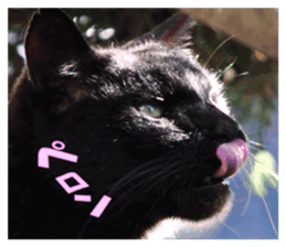 Stray cats in the garden sticker #13993167