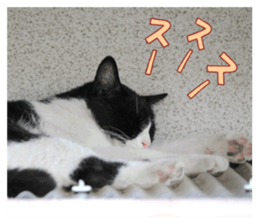 Stray cats in the garden sticker #13993170