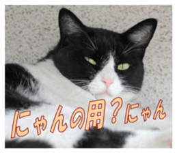 Stray cats in the garden sticker #13993171