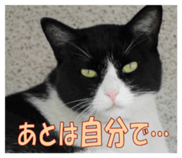 Stray cats in the garden sticker #13993172