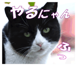 Stray cats in the garden sticker #13993173