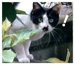 Stray cats in the garden sticker #13993174