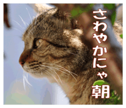 Stray cats in the garden sticker #13993175