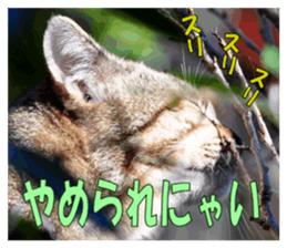 Stray cats in the garden sticker #13993176
