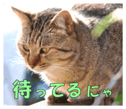 Stray cats in the garden sticker #13993177