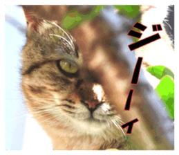 Stray cats in the garden sticker #13993178