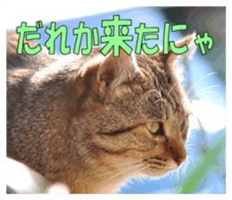 Stray cats in the garden sticker #13993179