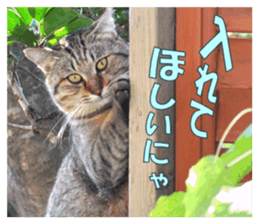 Stray cats in the garden sticker #13993180