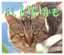 Stray cats in the garden sticker #13993181
